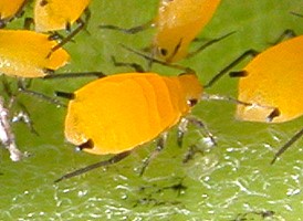 Oleander Aphid Oleander Aphid